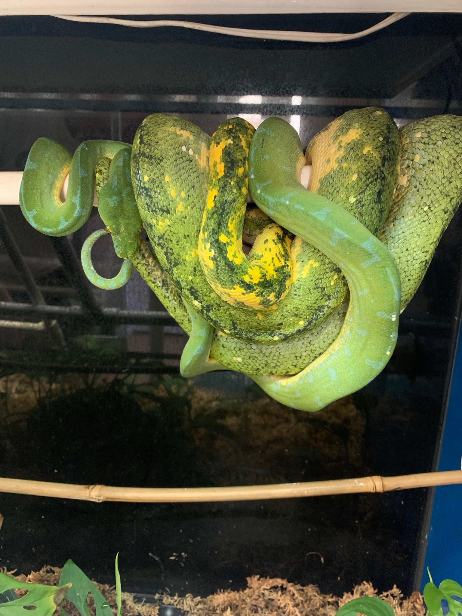 Sorong x Biak Pairing